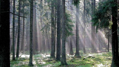 EU top court rules Poland broke law by logging in ancient forest
